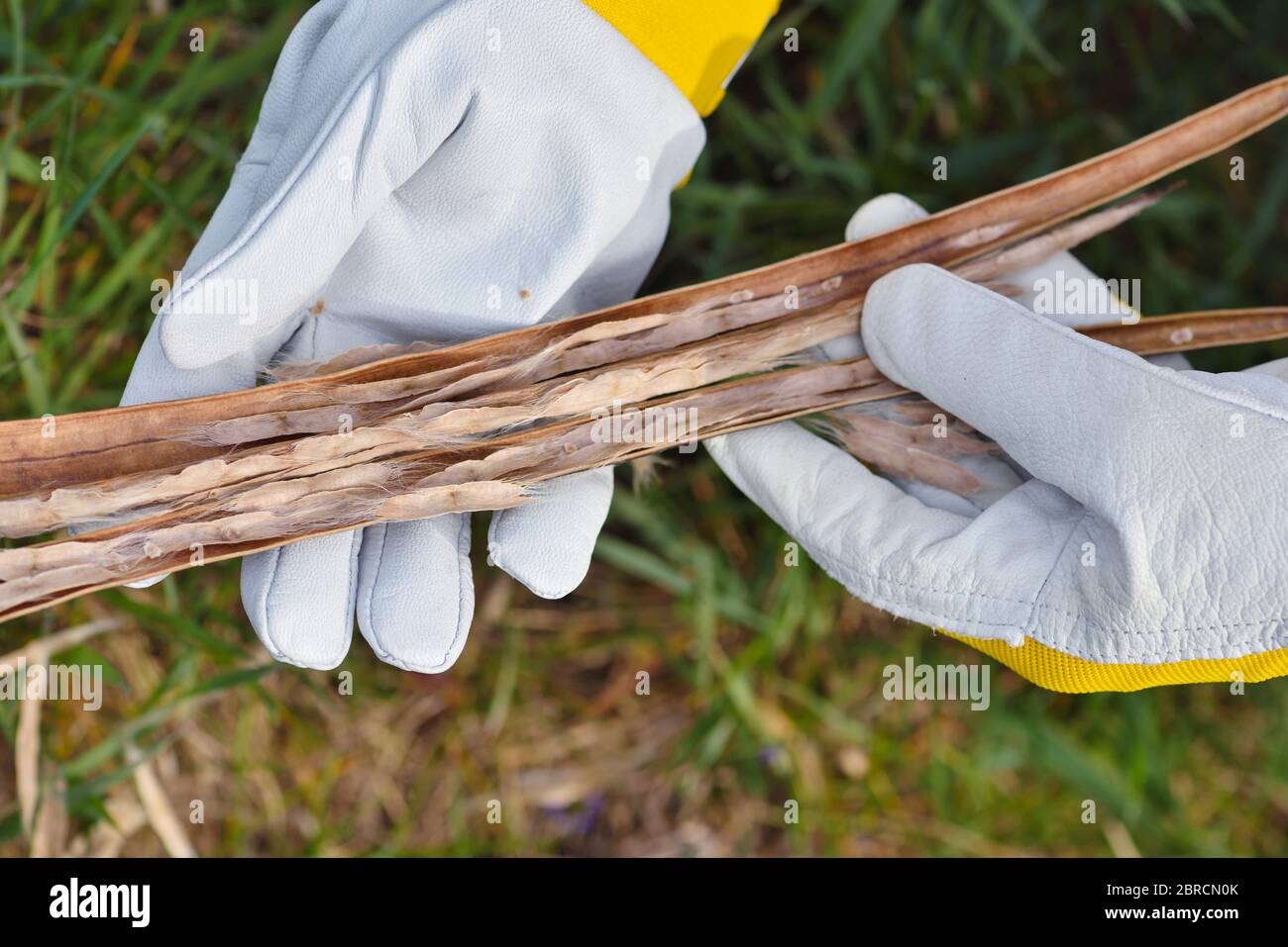 Getrocknete Bohnen Hülsen von Catalpa Baum in den Händen des Gärtners Stockfoto