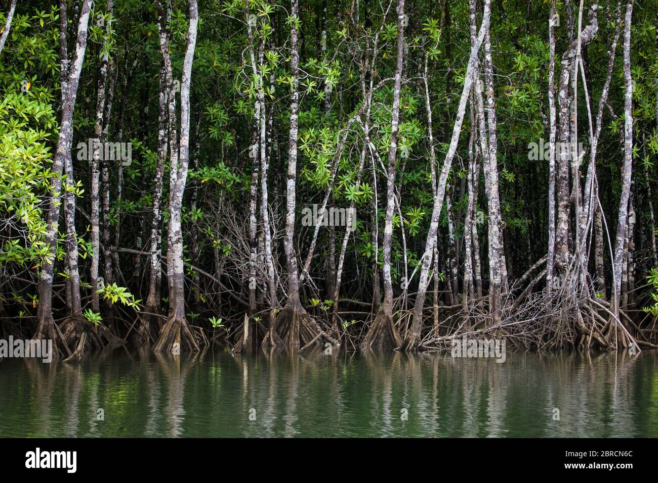 Mangrovenwald im Coiba Island National Park, UNESCO-Weltkulturerbe, Pazifikküste, Provinz Veraguas, Republik Panama. Stockfoto