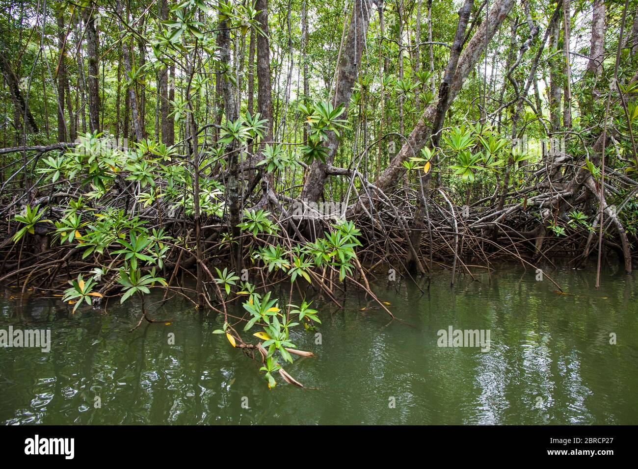 Mangrovenwald im Coiba Island National Park, UNESCO-Weltkulturerbe, Pazifikküste, Provinz Veraguas, Republik Panama. Stockfoto