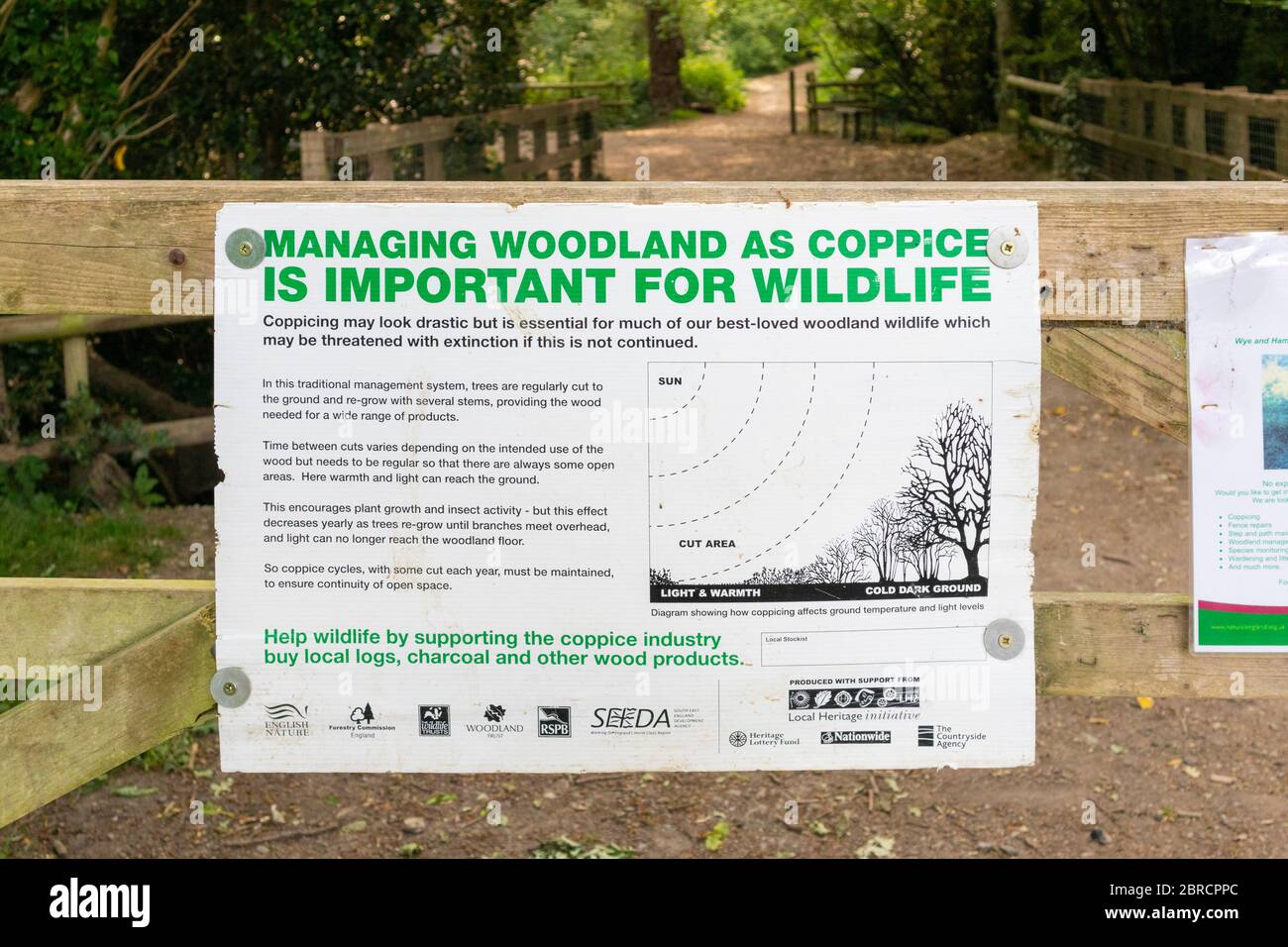 Waldbewirtschaftung, Coppicing, Hamstreet National Nature Reserve, Waldbewirtschaftung als Coppice ist wichtig für Wildlife Zeichen, kent, großbritannien Stockfoto