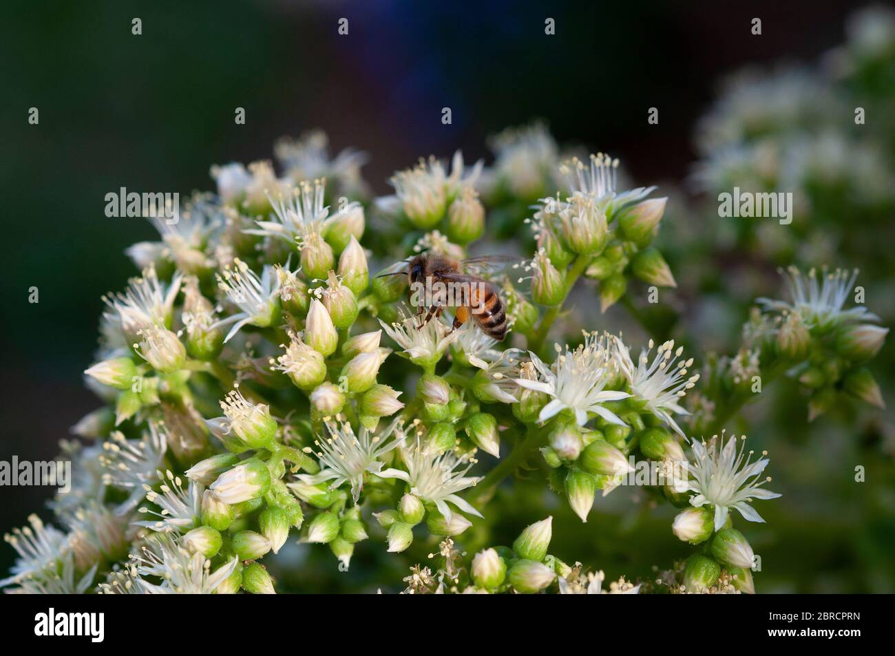 Biene sammelt Nektar im Garten Stockfoto