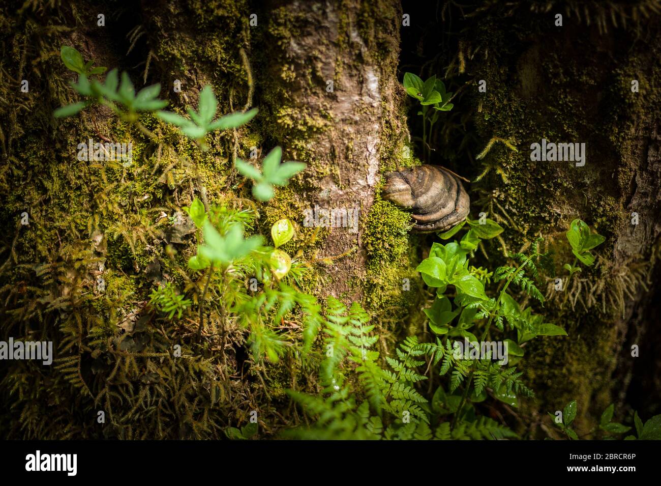 Cascade Trail, Thomas Bay, Südost-Alaska, USA, ist ein abgelegener Tongass National Forest Trail, der Wanderern die Möglichkeit bietet, Unterholz aus nächster Nähe zu sehen. Stockfoto