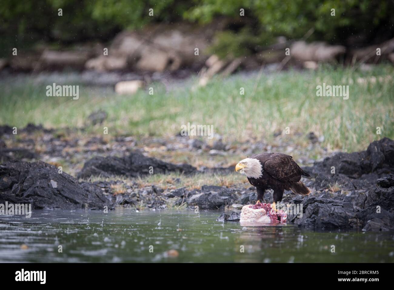 In Südost-Alaska sind Weißkopfseeadler, Haliaeetus leucocephalus und andere Wildtiere auf den Blashke-Inseln auf einer kleinen Schifffahrt für Abenteurer attraktiv. Stockfoto
