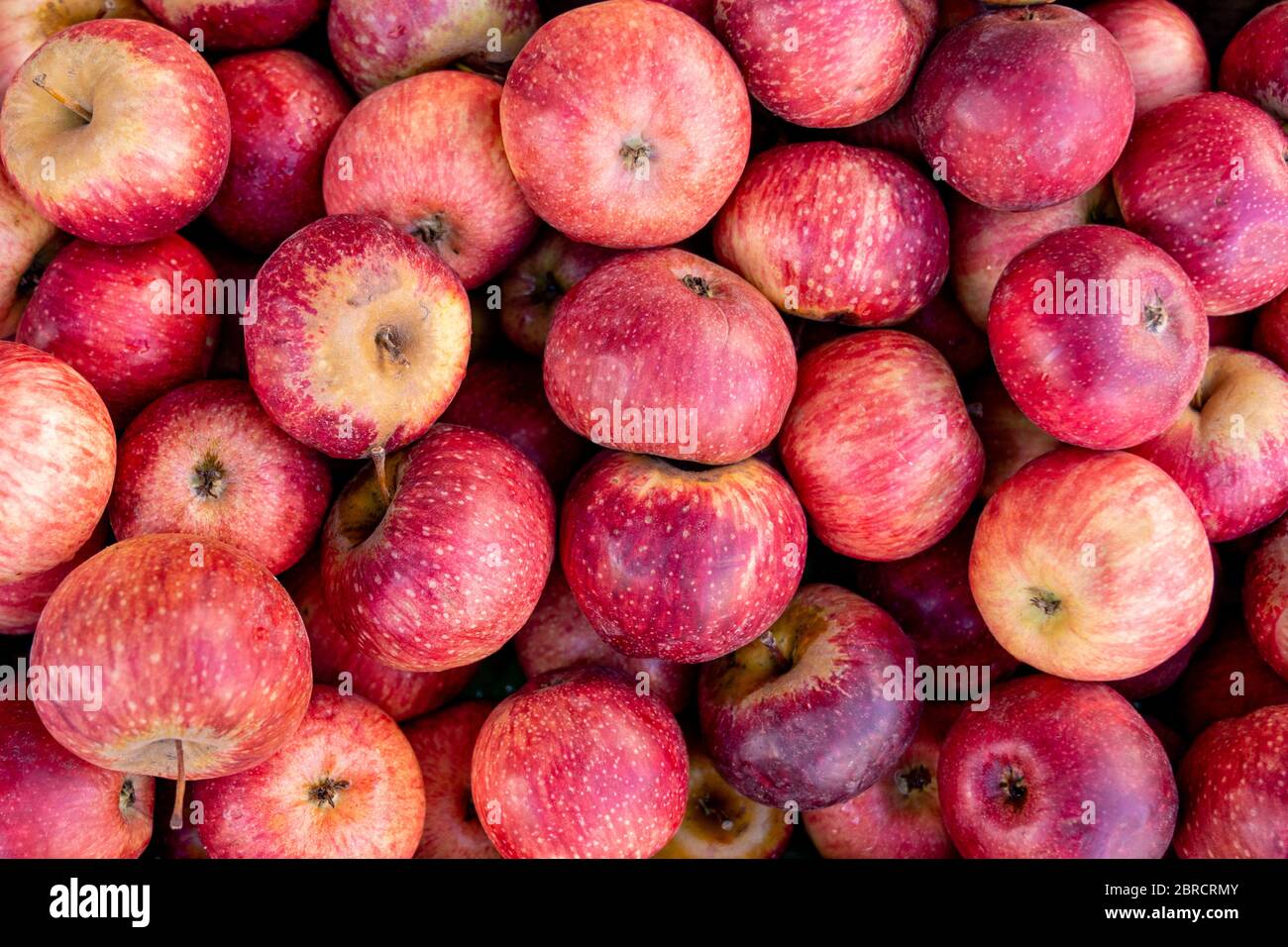 Ein Haufen sehr lecker, frisch und lecker fruit, Äpfel im Lebensmittelgeschäft auf Stand Stockfoto