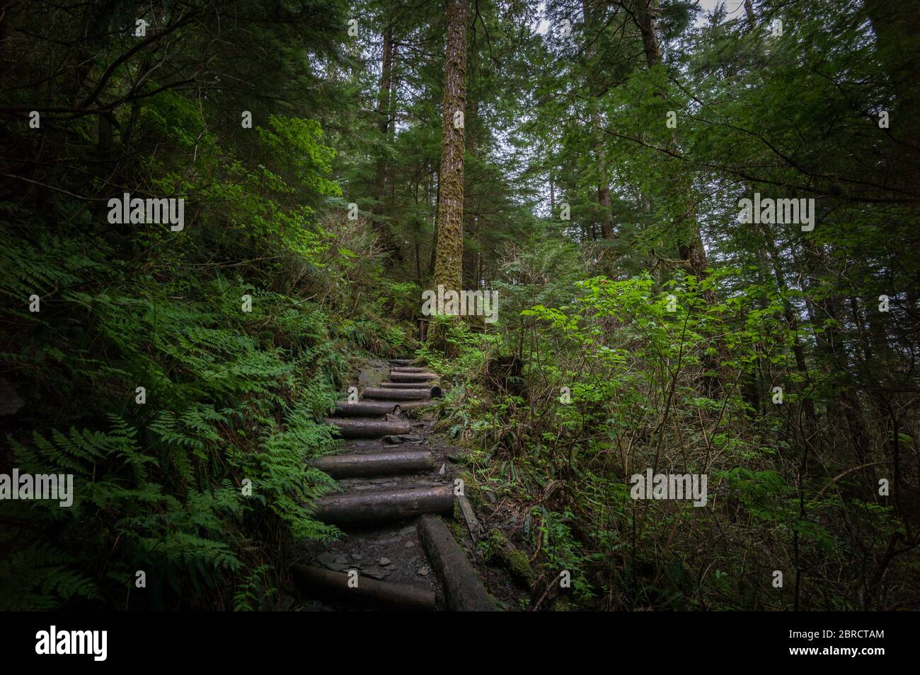 Deer Mountain Trail hinter Ketchikan, Alaska, USA, führt Wanderer auf einer steilen Route den Berg hinauf durch malerischen Wald. Stockfoto