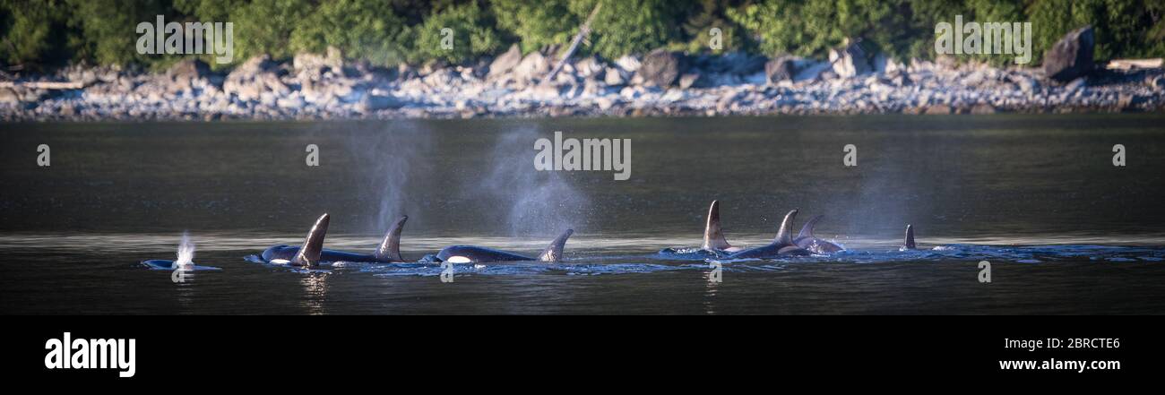 Stephens Passage in Südost-Alaska, USA, ist ein guter Ort, um Killerwal Pods oder Orca, Orcinus Orca zu sehen. Stockfoto