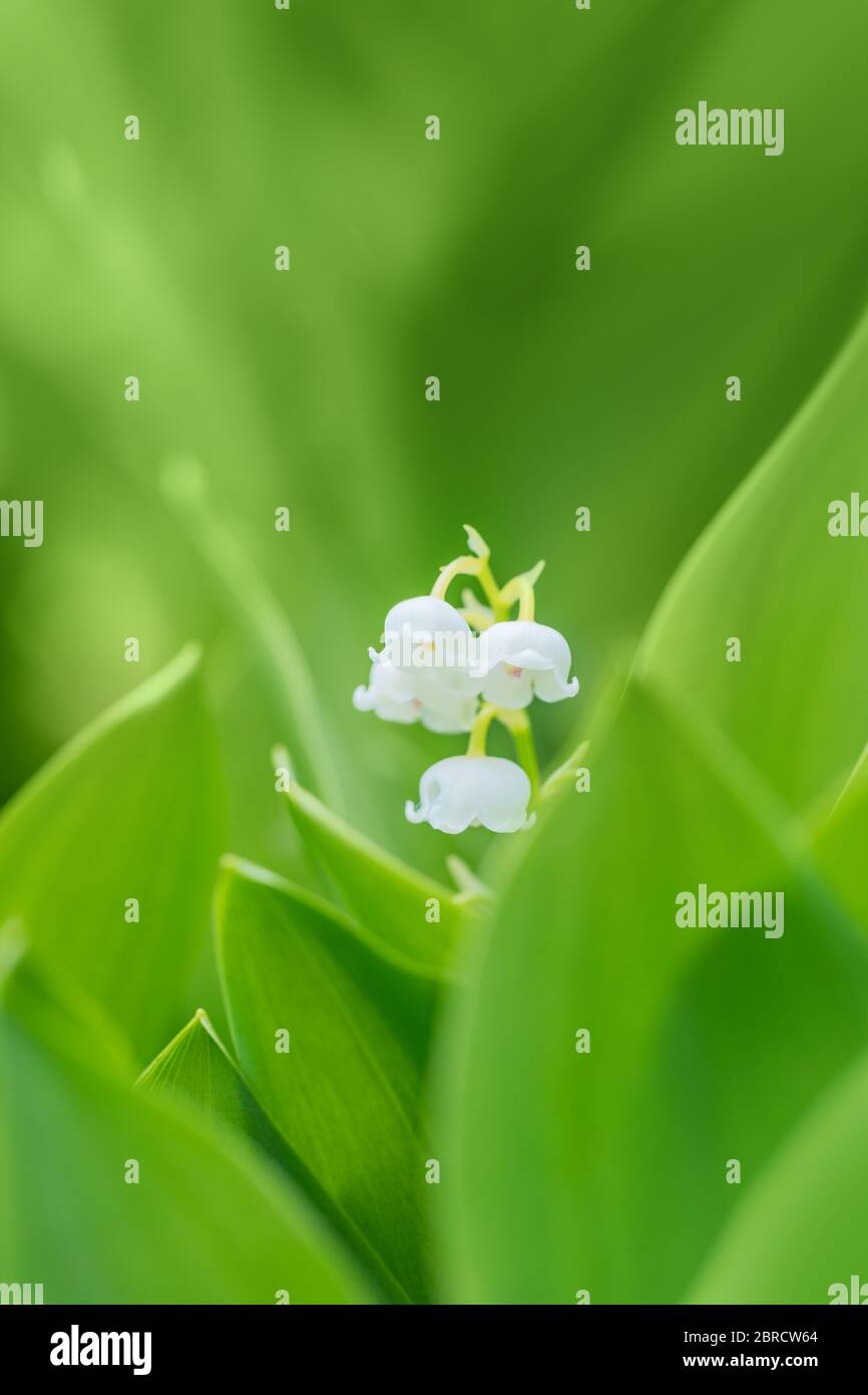 Blühende Maiglöckchen (Convallaria majalis) im Frühlingsgarten mit flachem Fokus Stockfoto