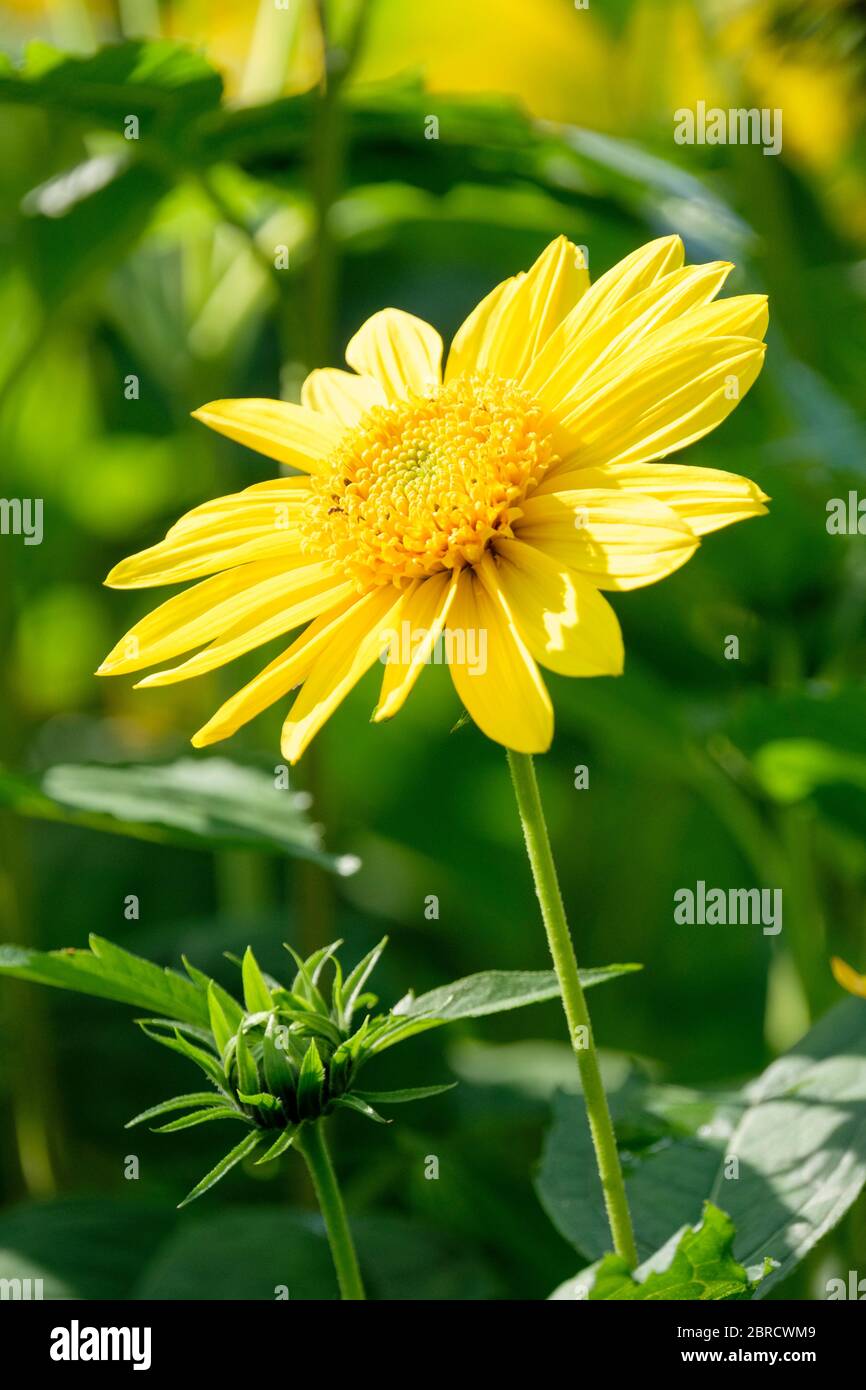 Leuchtend gelbe Blüten von Helianthus Capenoch Star. Sonnenblumenkapenoch Stern Stockfoto