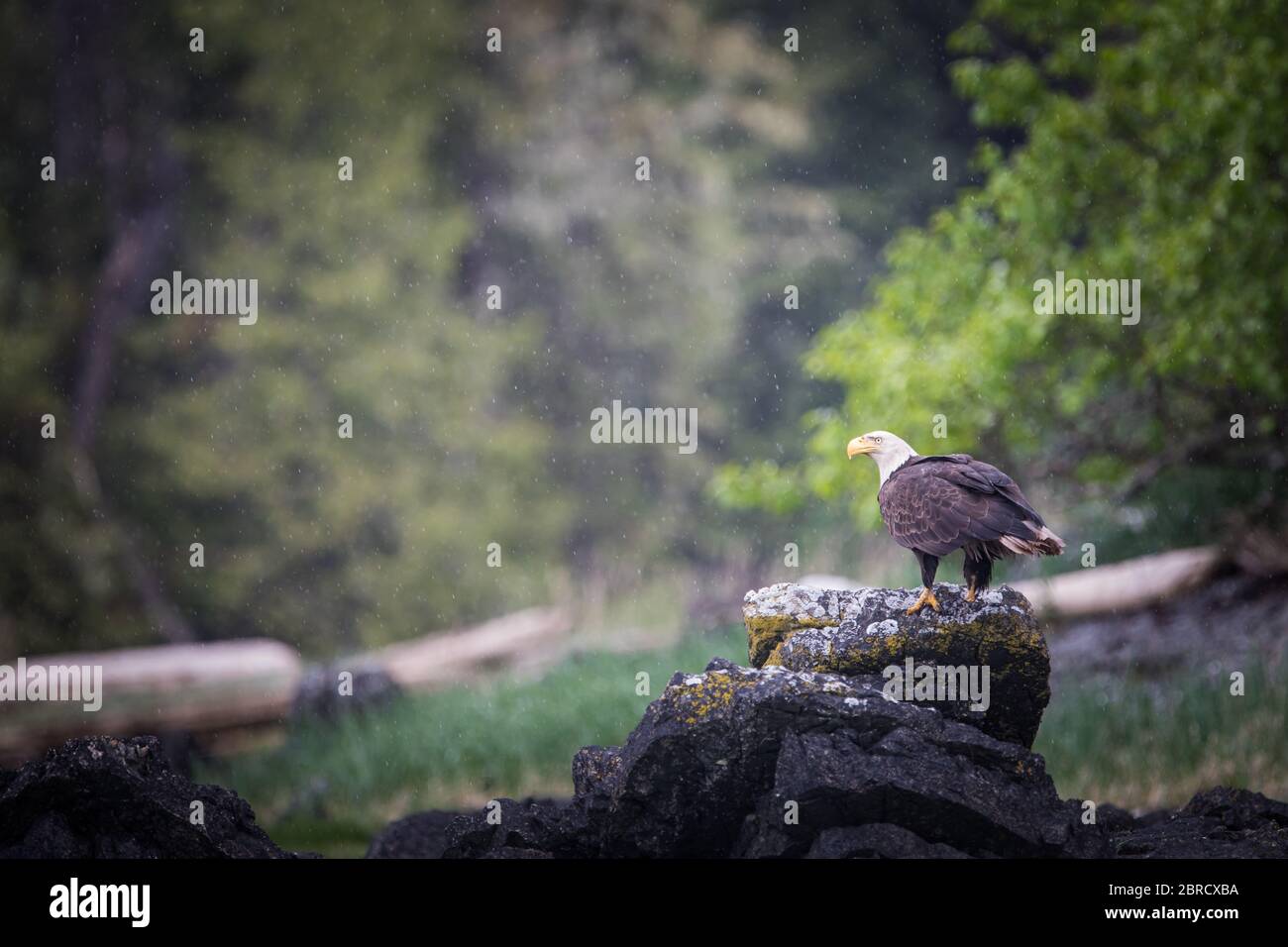 In Südost-Alaska sind Weißkopfseeadler, Haliaeetus leucocephalus und andere Wildtiere auf den Blashke-Inseln auf einer kleinen Schifffahrt für Abenteurer attraktiv. Stockfoto