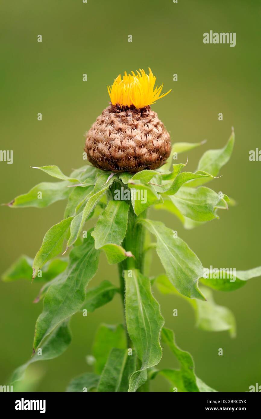 Globe knappweed (Centaurea macrocephala), Blume, Blüte, mehrjährige Pflanze, mehrjährige, Deutschland Stockfoto