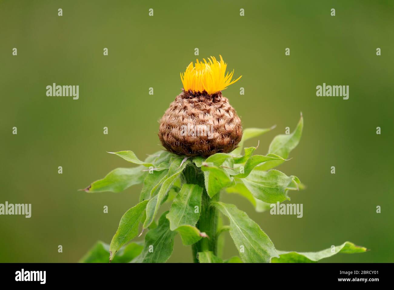 Globe knappweed (Centaurea macrocephala), Blume, Blüte, mehrjährige Pflanze, mehrjährige, Deutschland Stockfoto