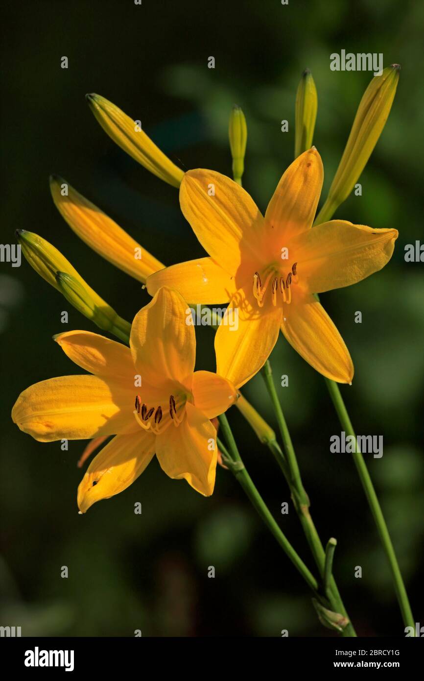 Gelbe Taglilie (Hemerocallis lilioasphodelus), blühend, blühend, mehrjährige Pflanze, Deutschland Stockfoto