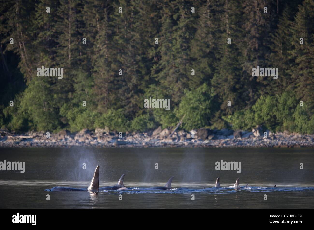 Stephens Passage in Südost-Alaska, USA, ist ein guter Ort, um Killerwal Pods oder Orca, Orcinus Orca zu sehen. Stockfoto