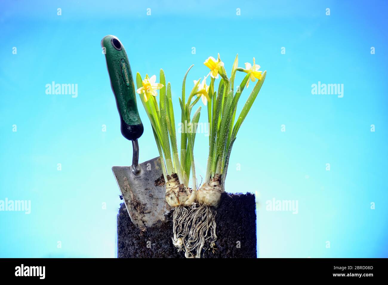 Narzissen (Narcissus), Studioaufnahme, Deutschland Stockfoto