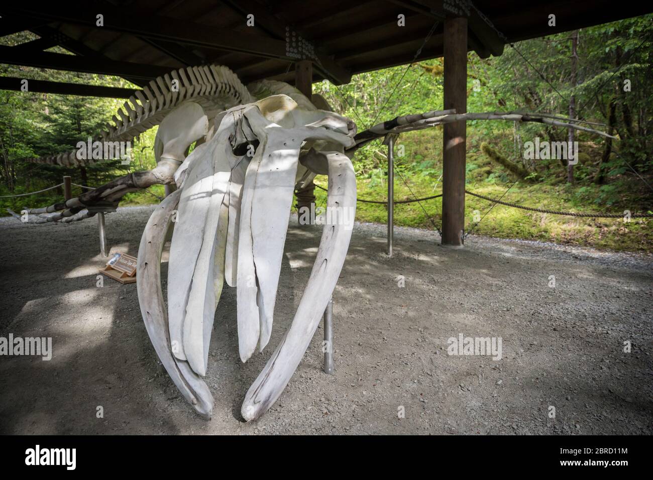 Schnee ist der größte Buckelwal, Megaptera novaeangliae, Skelett auf der öffentlichen Ausstellung, Glacier Bay National Park, Südost-Alaska, USA. Stockfoto