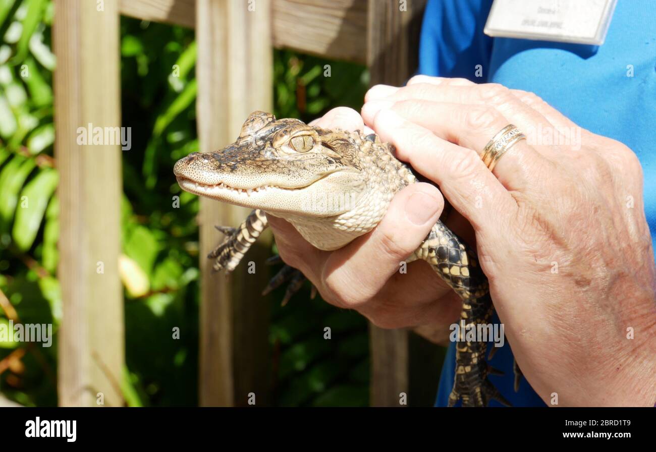 Baby Alligator im Zoo gehalten Stockfoto