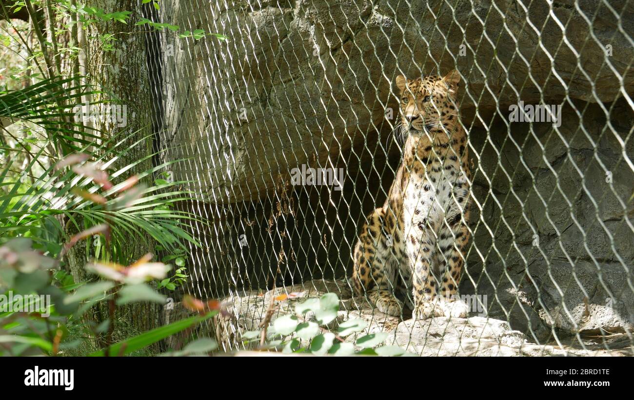 Leopard schaut aus dem Zaun auf den Zoo Stockfoto