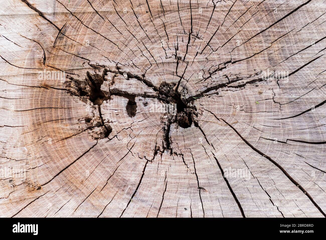 Die konzentrischen Alterringe eines gesägten Cedar Cedrus Baumstammes. Stockfoto