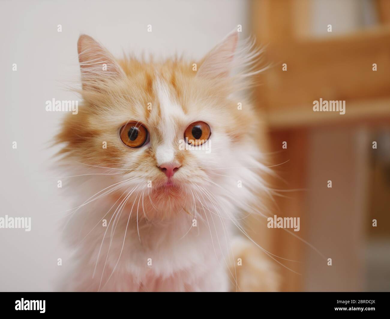 Nahaufnahme persisches Kätzchen sitzt und schauen, wählen Sie Fokus flache Schärfentiefe Stockfoto
