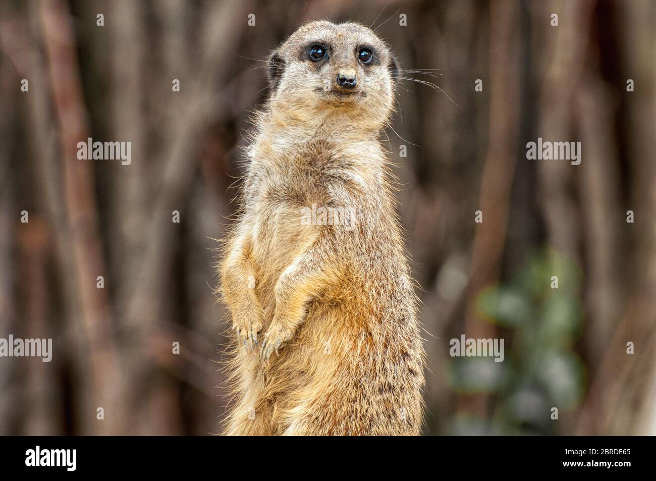 Ein süßer Erdmännchen steht Wache Stockfoto