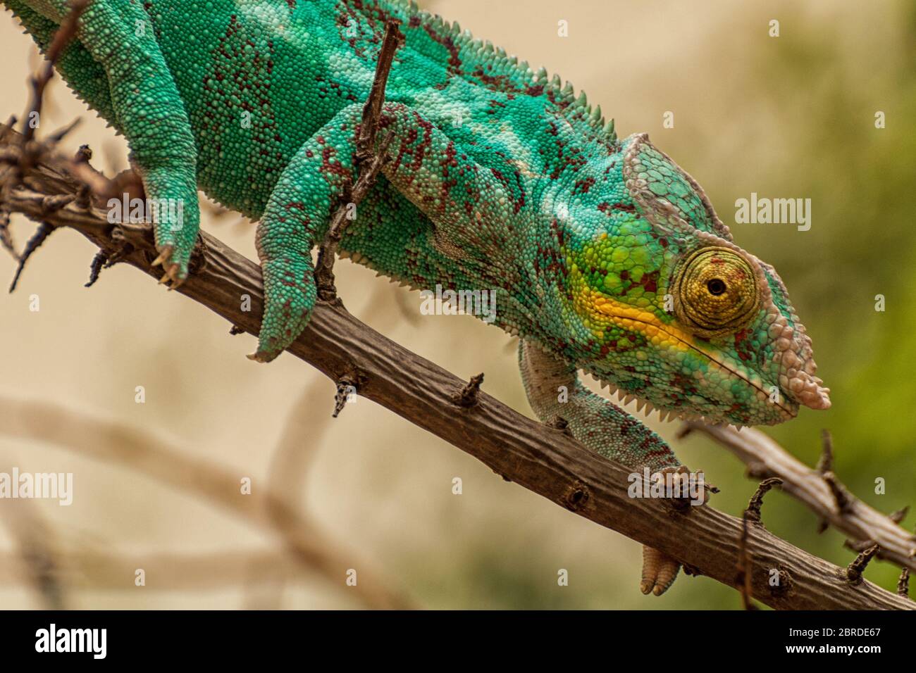 Ein Panther-Chamäleon balanciert auf einem Ast Stockfoto