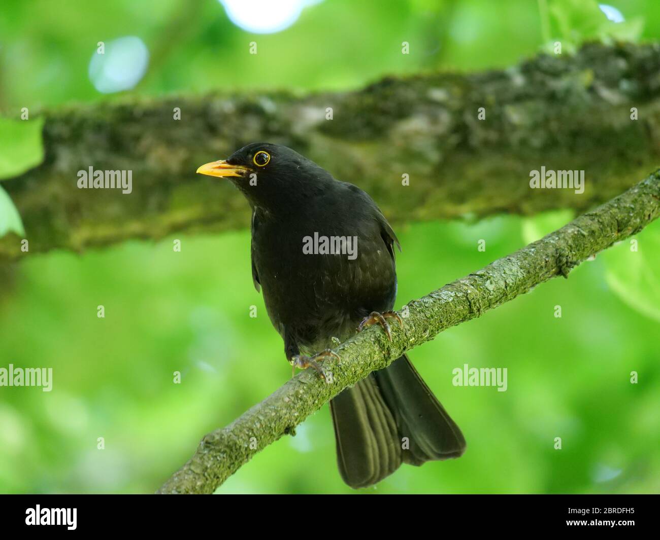 Blackbrid-Barching auf Ast Stockfoto