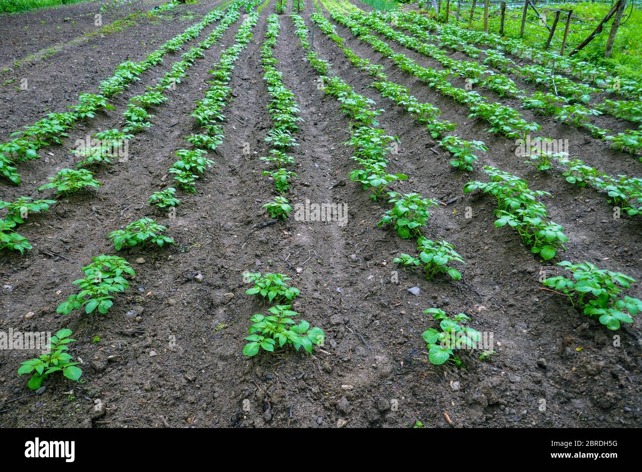 Kartoffeln wachsen in Reihen, Ornolac, Ussat les Bains, Ariege, Französisch Pyrenäen, Pyrenäen, Frankreich Stockfoto