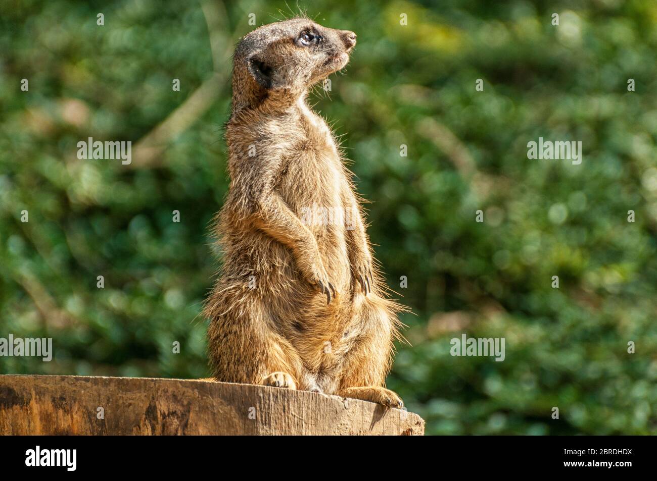 Ein süßer Erdmännchen steht Wache Stockfoto