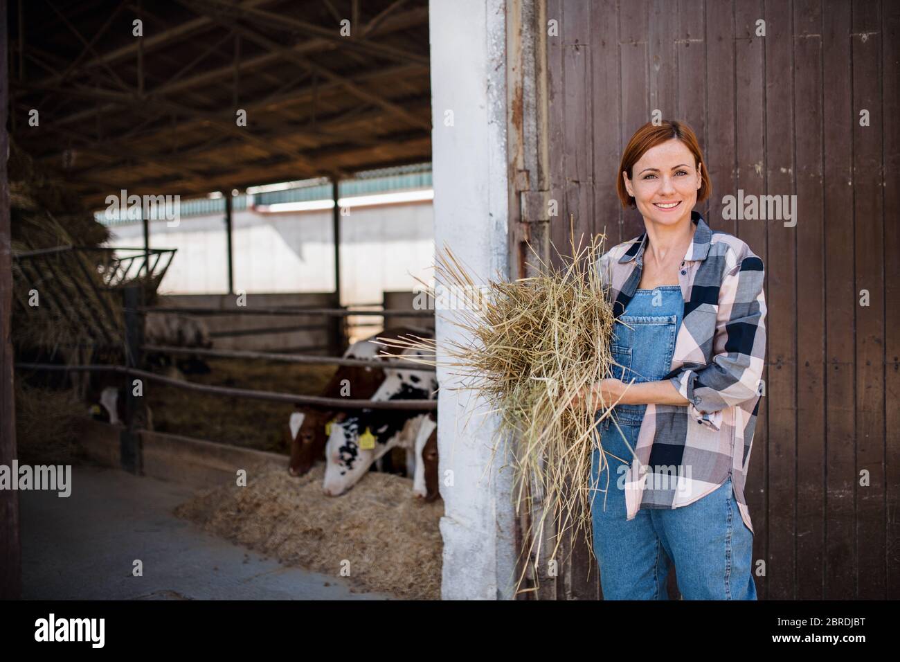 Frau Arbeiter mit Heu auf Tagebuchfarm, Landwirtschaft. Stockfoto