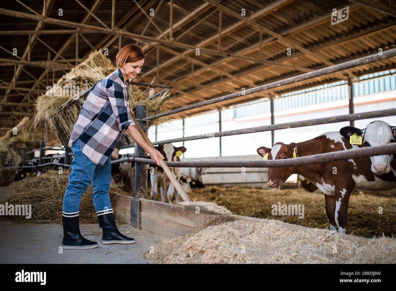 Frau Arbeiter mit Heu auf Tagebuchfarm, Landwirtschaft. Stockfoto