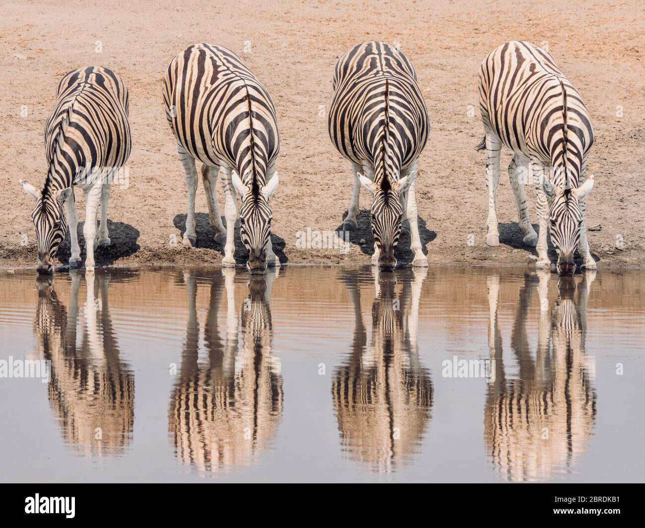 Vier Zebras stehen nebeneinander und erzeugen Reflexionen, während sie während der Trockenzeit im Etosha National Park, Namibia, an einem Wasserloch trinken. Stockfoto