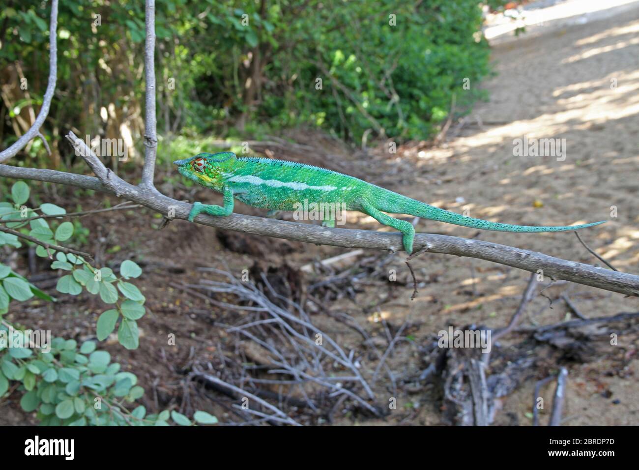 Panther Chamäleon auf der Ast, Nosy Komba Island, Madagaskar. Stockfoto