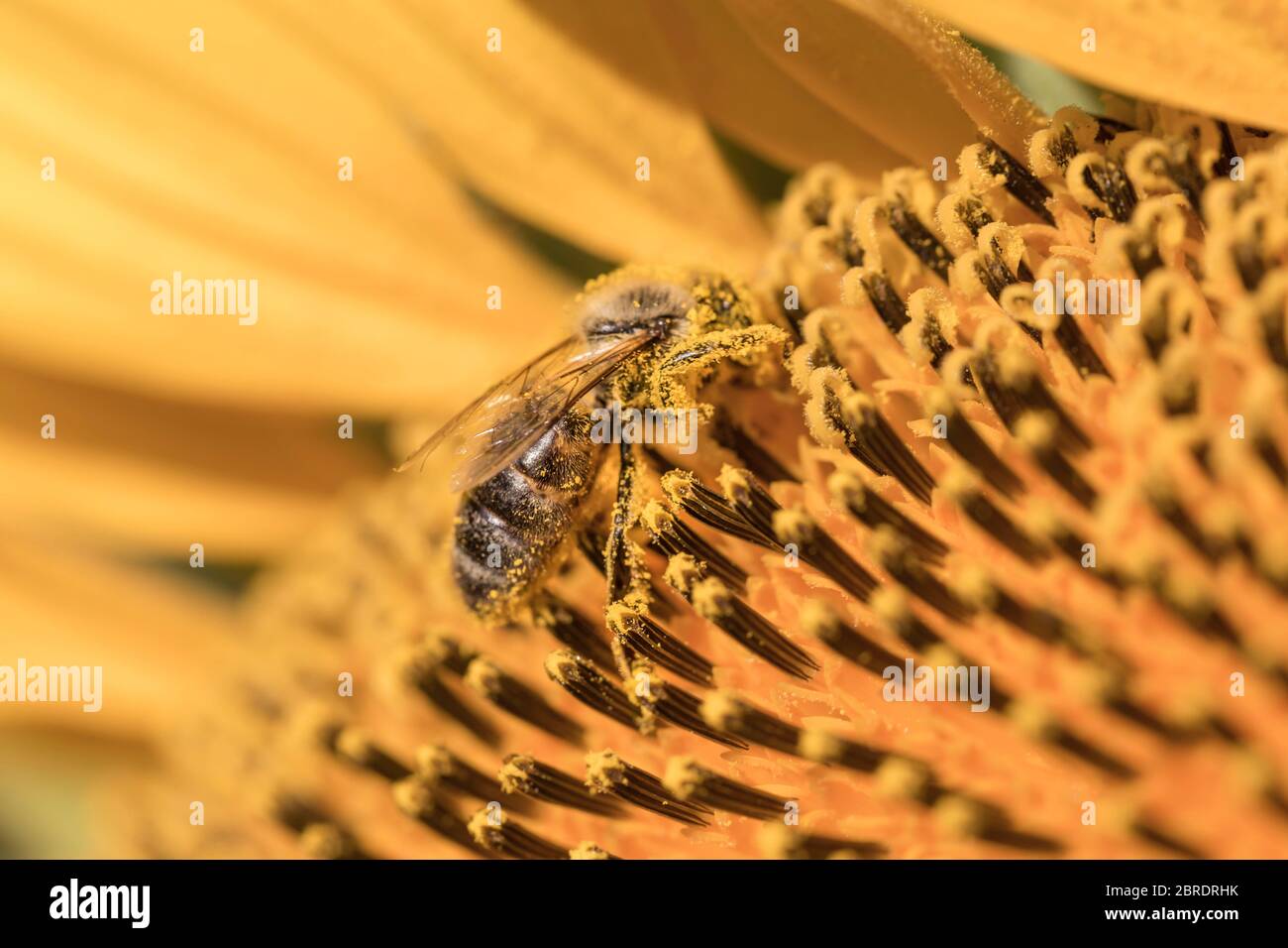 Schließen Sie eine Honigbiene, die auf einer gelben Sonnenblume für die Honigproduktion Futter hat, und sind Sie für die Landwirtschaft für die Bestäubung von Getreide von entscheidender Bedeutung Stockfoto