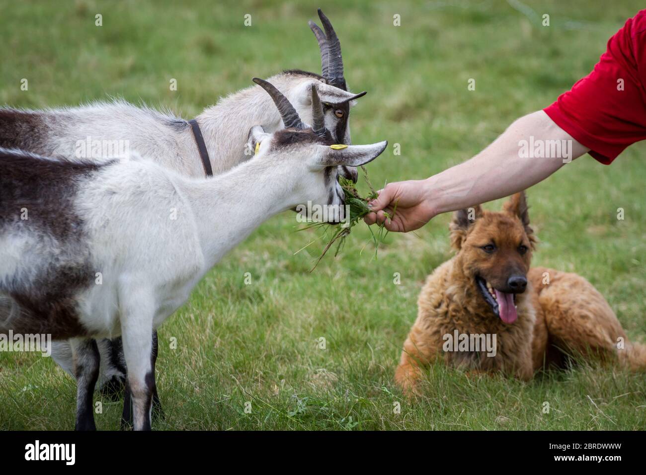 Bauer füttert zwei Pfauenziegen, hütenden Hund im Gras liegen Stockfoto