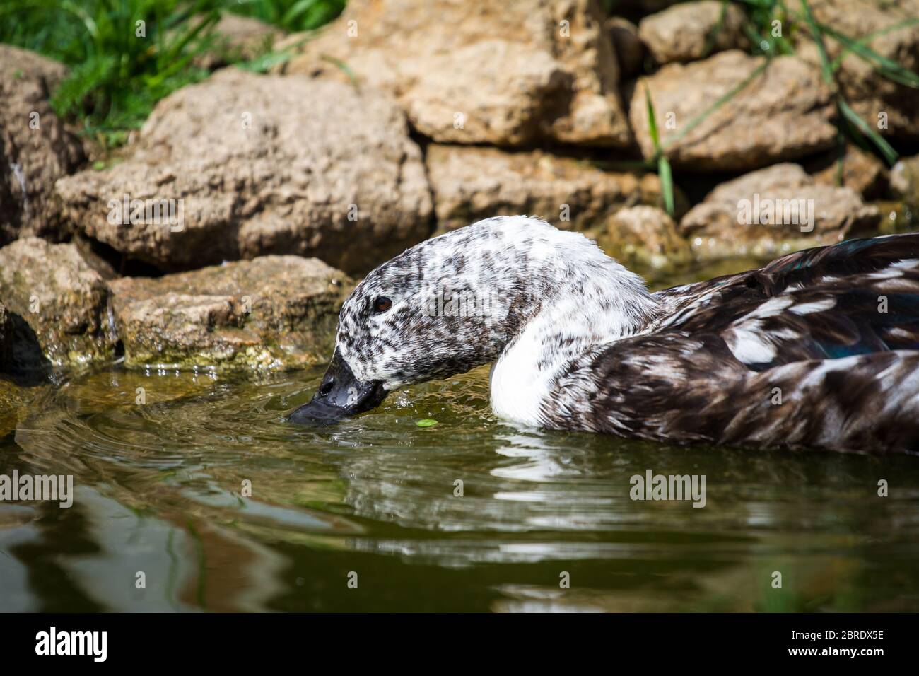 Pommeranische Ente im Wasser schwimmen Stockfoto