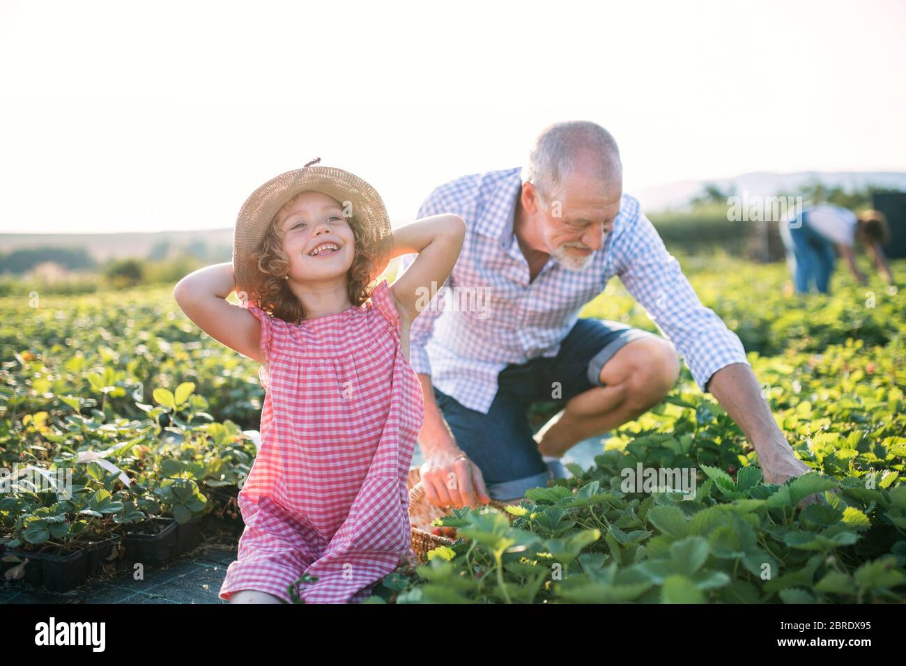 Kleines Mädchen mit Großvater pflücken Erdbeeren auf dem Bauernhof. Stockfoto