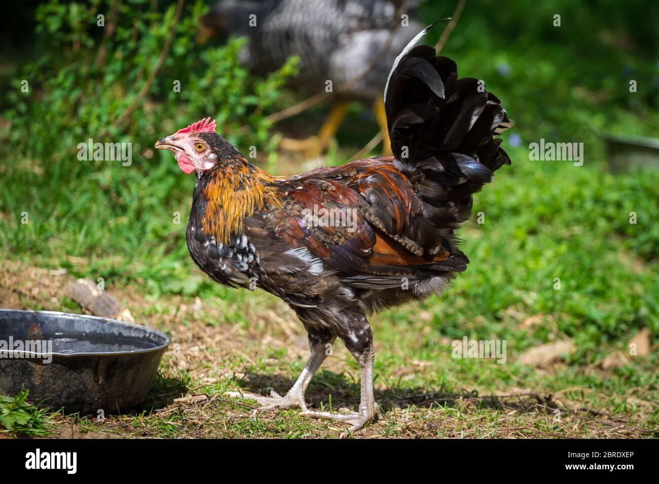 Junghähnchen der alten seltenen Rasse Proveis-Ultentaler Hähnchen aus Südtirol Stockfoto
