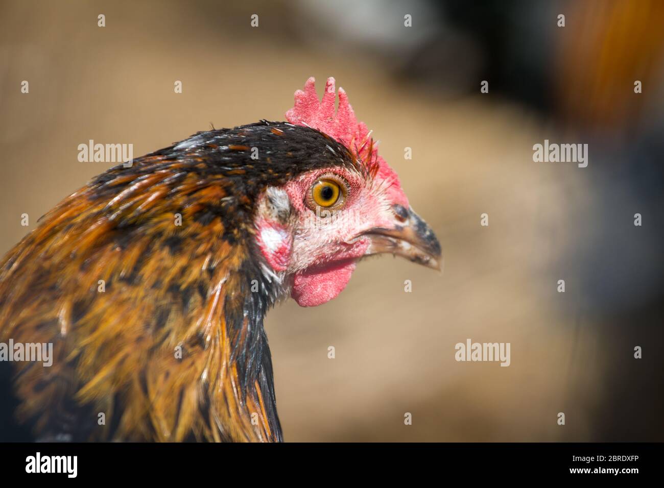 Junghähnchen der alten seltenen Rasse Proveis-Ultentaler Hähnchen aus Südtirol Stockfoto