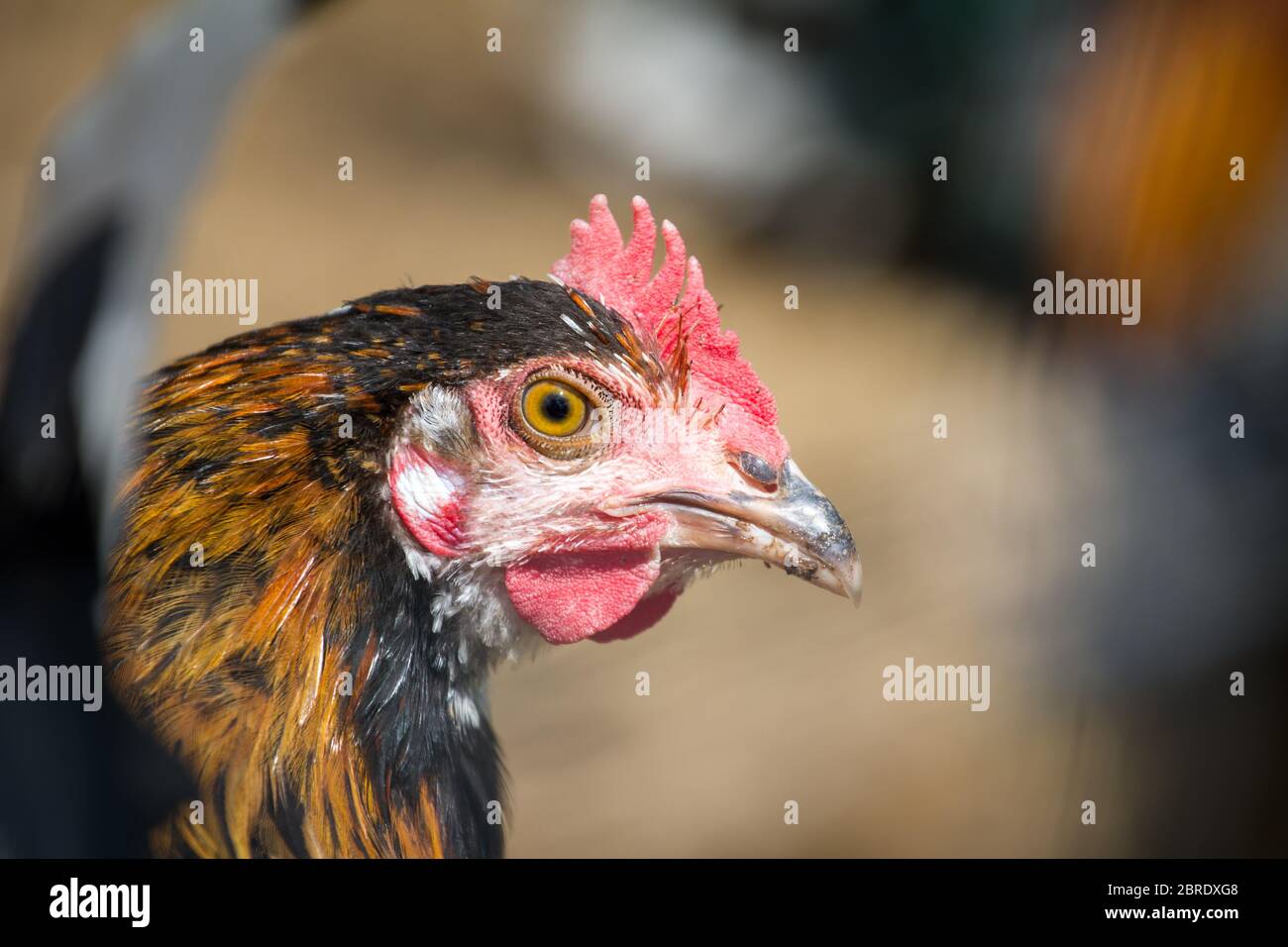 Junghähnchen der alten seltenen Rasse Proveis-Ultentaler Hähnchen aus Südtirol Stockfoto