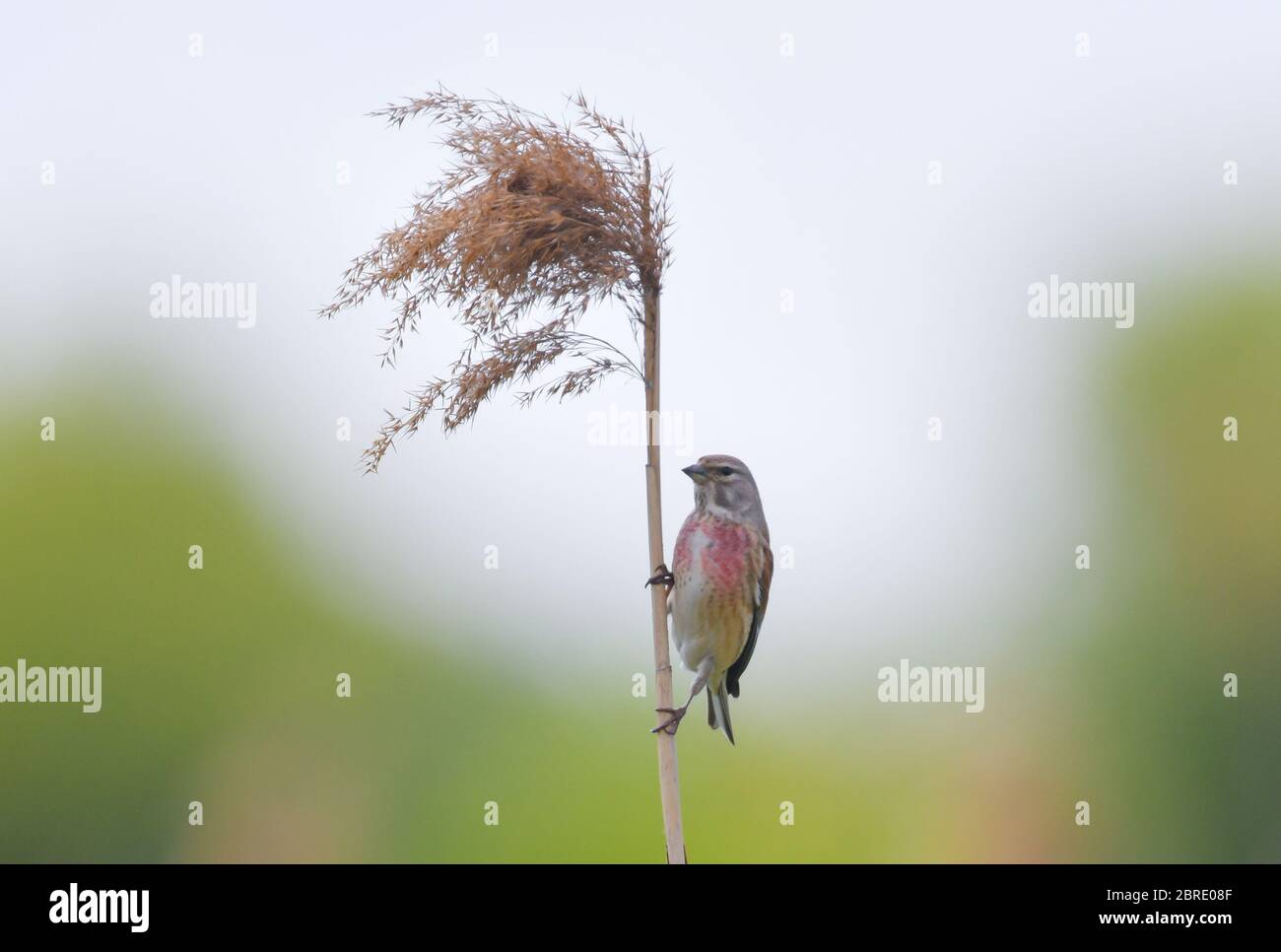 20. Mai 2020, Brandenburg, Reitwein: Ein Blutlinnetz (Linaria cannabina). Foto: Patrick Pleul/dpa-Zentralbild/ZB Stockfoto