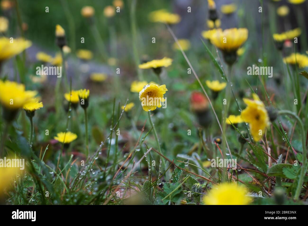 Herbst Hawkbit auf Feld Nahaufnahme oder Scorzoneroides autumnalis am Sommertag Stockfoto
