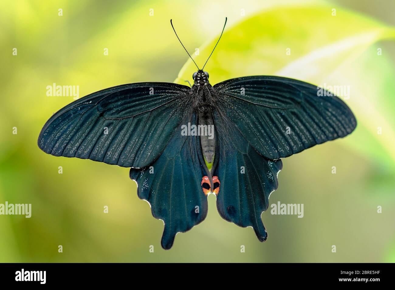 Papilio Bianor Okinawensis Stockfoto