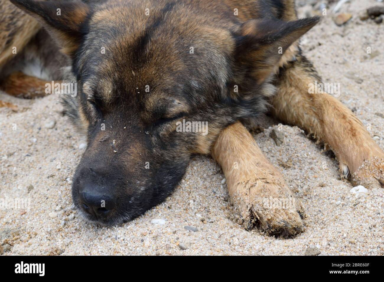 Nahaufnahme von Mongrel Dog aus dem Dorf Khuzhir, der an einem Sandstrand auf der Insel Olchon, dem Baikalsee, Russland schläft Stockfoto