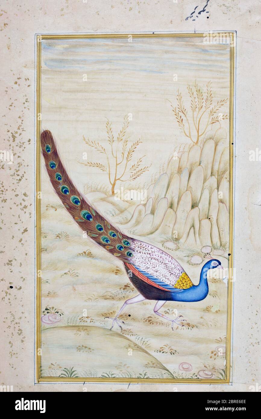Rajasthani Miniaturmalerei aus Rajasthan, Indien. Wahrscheinlich Ende des 19. Jahrhunderts oder Anfang des 20. Jahrhunderts. Ein Pfau. Stockfoto