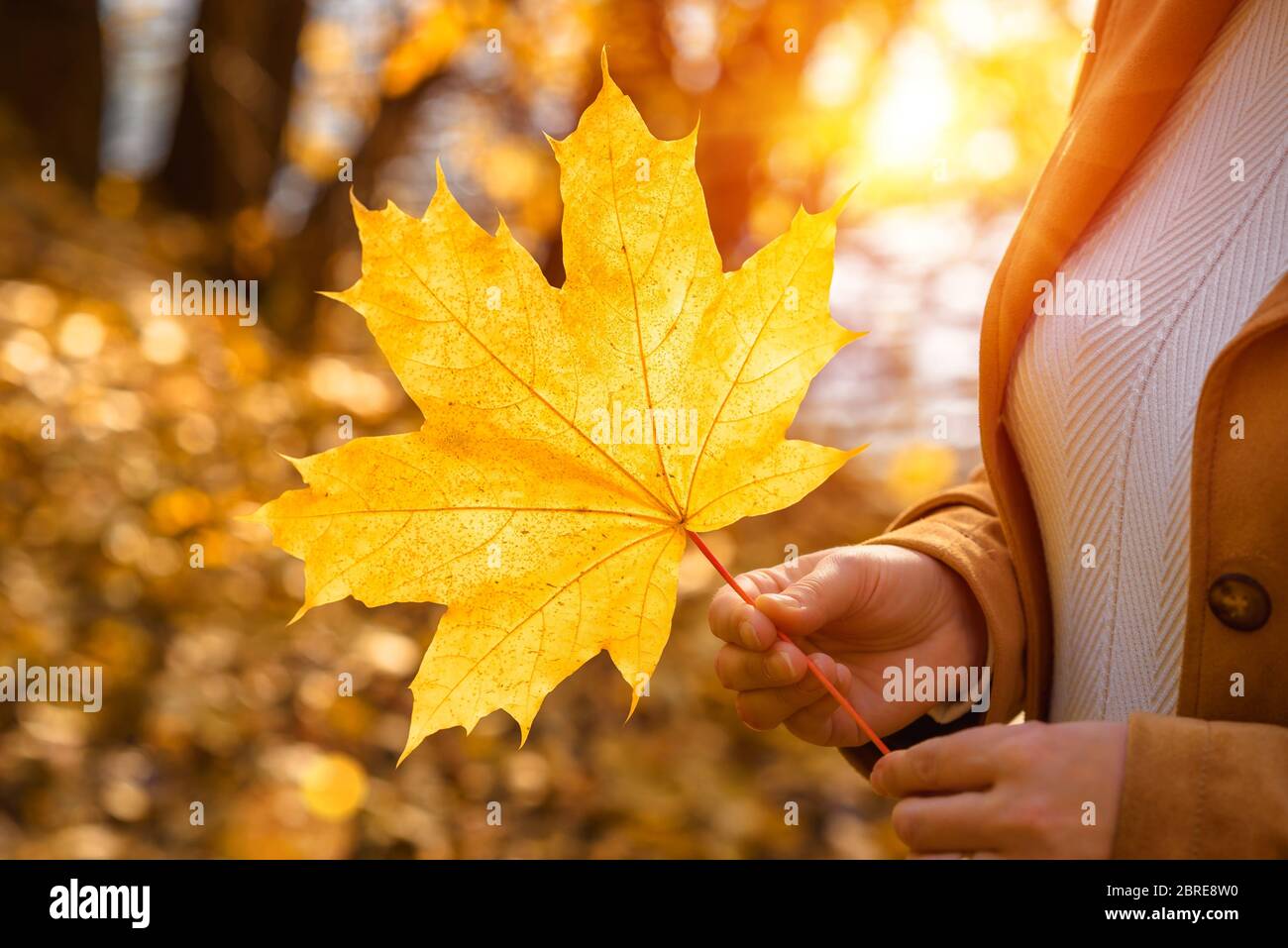 Herbst Ahornblatt in Händen der Frau im Freien. Landschaft des Herbstparks an sonnigen Tag. Erwachsene Mädchen in Pullover und Mantel Wandern im Herbstwald bei Sonnenuntergang. B Stockfoto