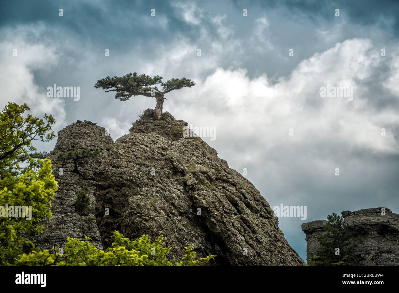 Einsamer Baum auf einem Felsen im Demerdji-Berg. Die Landschaft Krim, Russland. Stockfoto