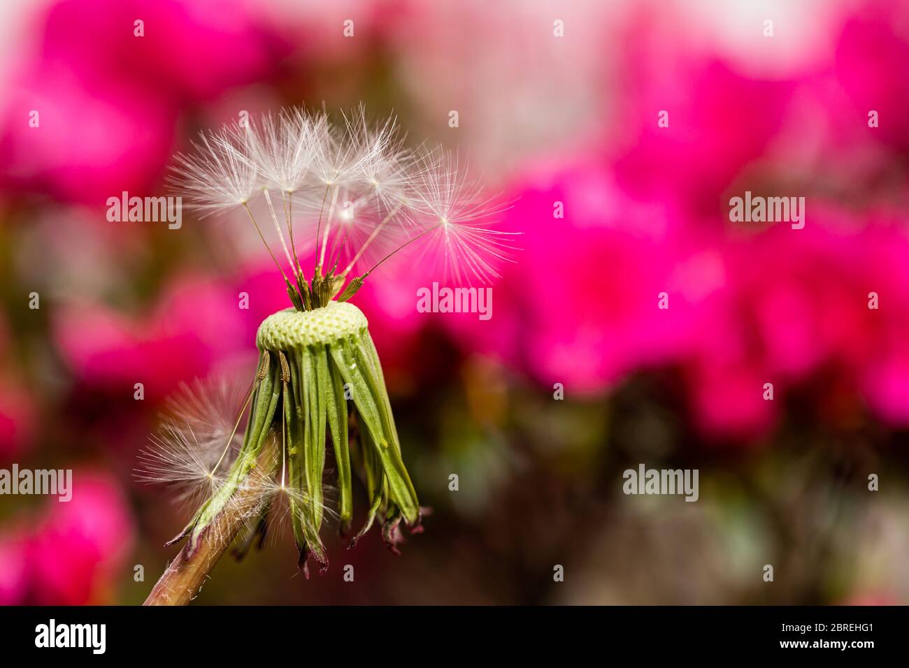 Nahaufnahme Foto von Löwenzahn-Samenkopf mit nur einer Handvoll Samen auf rosa Hintergrund. Stockfoto