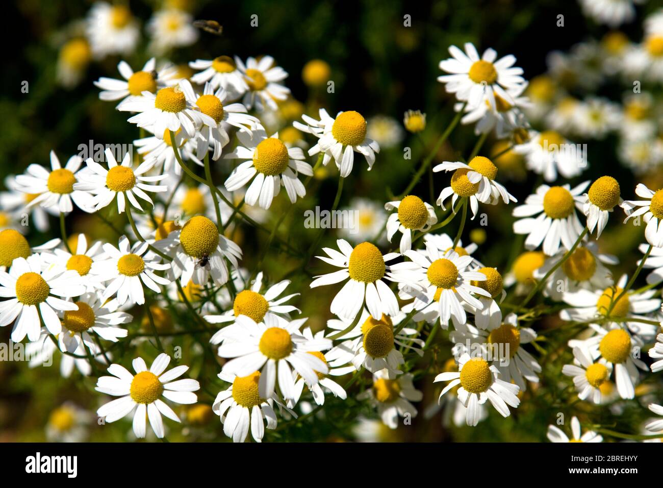 Nahaufnahme von Echinacea Purpuria Blumen Stockfoto