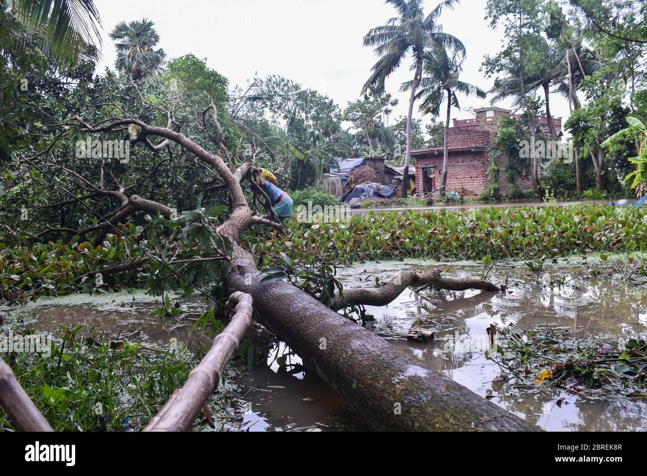 Blick auf einen nach dem Angriff des Zyklons Amphan gefallenen Baum.der Zyklon hat mindestens 12 Menschen getötet und Hoogly und mehrere Teile Westbengals verwüstet. Sie hat Tausende von Häusern zerstört und niederliegende Gebiete des Staates überschwemmt. Stockfoto