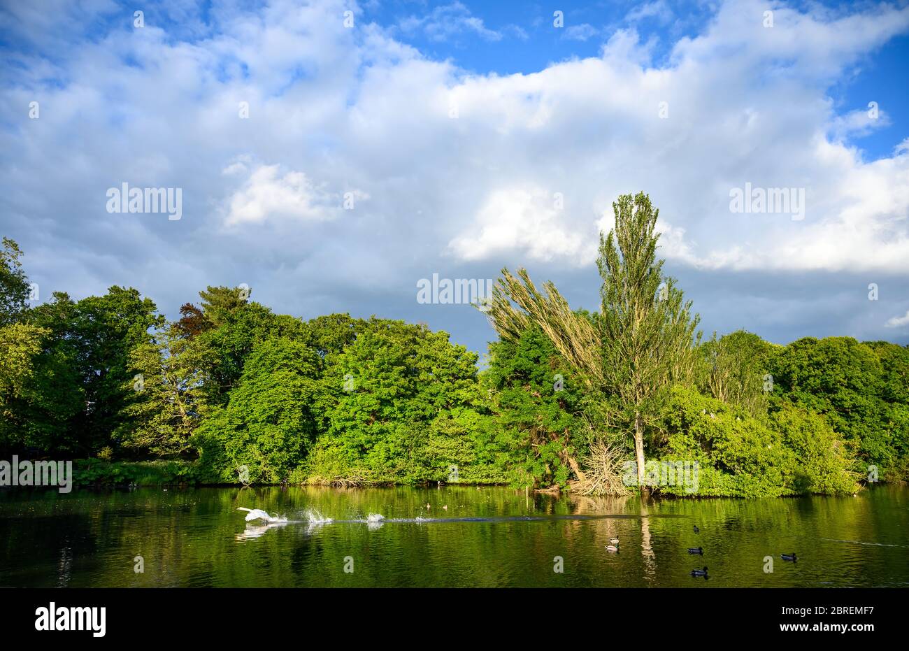 Kelsey Park, Beckenham, Greater London mit blauem Himmel und weißen Wolken. Ein Schwan landet auf dem See. Stockfoto